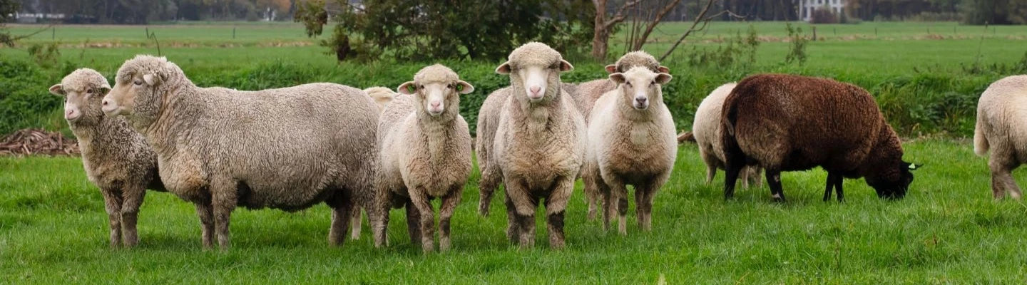 Beanies & Scarves - Schwartz & von Halen - EU